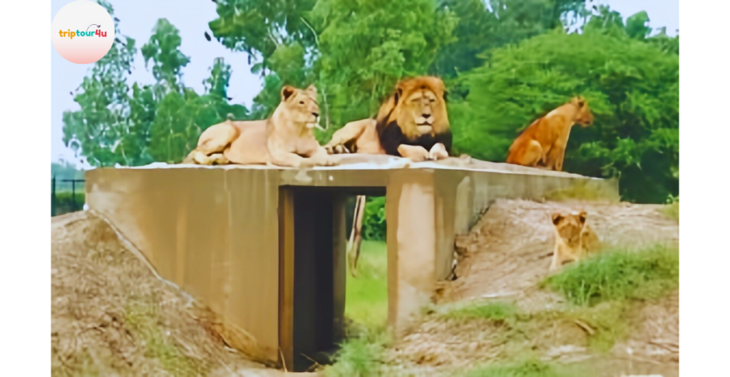 Lahore Safari Zoo Lion Safari showing a lion resting in an open natural enclosure.