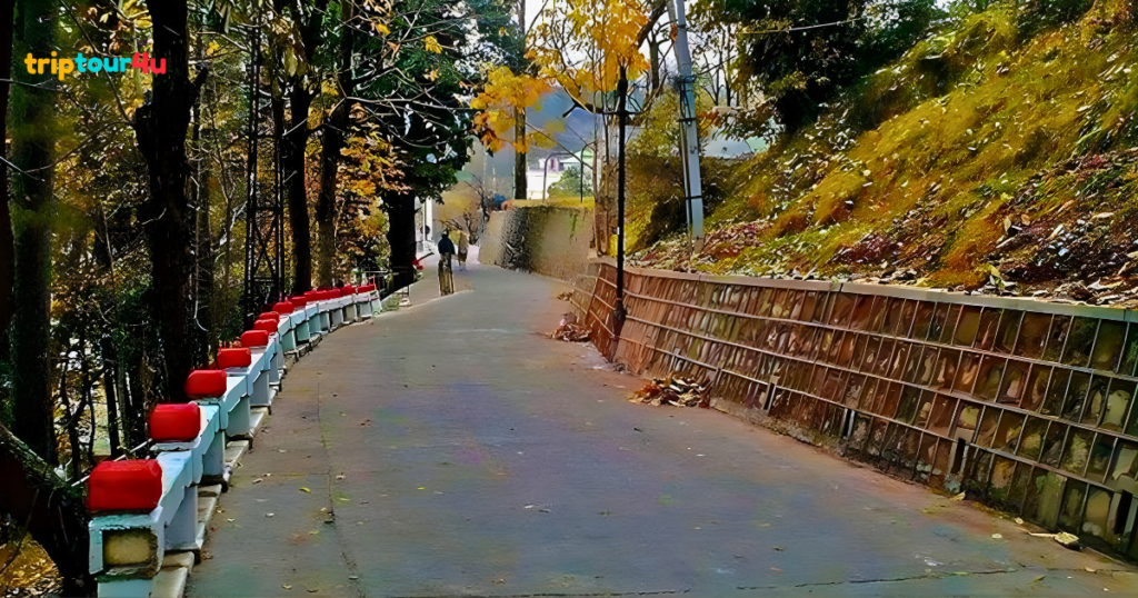 A quiet uphill road at Kashmir Point, Murree, lined with tall pine trees, autumn leaves, red-and-white roadside barriers, and a person walking along the scenic forest path.