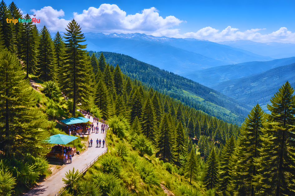 Scenic view of Ayubia National Park with lush pine forests and rolling hills in Pakistan’s Galiyat region