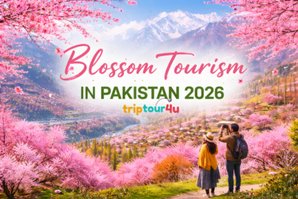 "Tourists enjoying the vibrant spring blossoms in a scenic valley of northern Pakistan, with pink cherry trees, terraced fields, a river, and snow-capped mountains in the background."