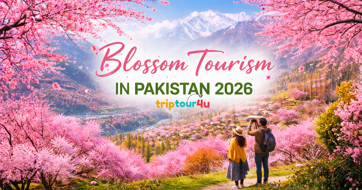 "Tourists enjoying the vibrant spring blossoms in a scenic valley of northern Pakistan, with pink cherry trees, terraced fields, a river, and snow-capped mountains in the background."