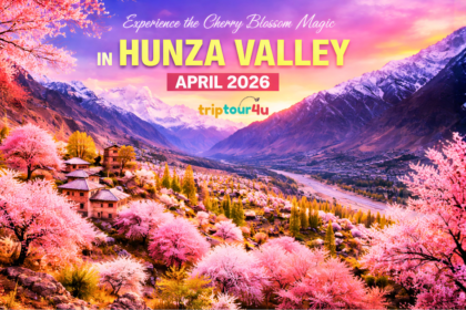 Cherry blossom trees in Hunza Valley with snow-covered mountains during spring season April 2026