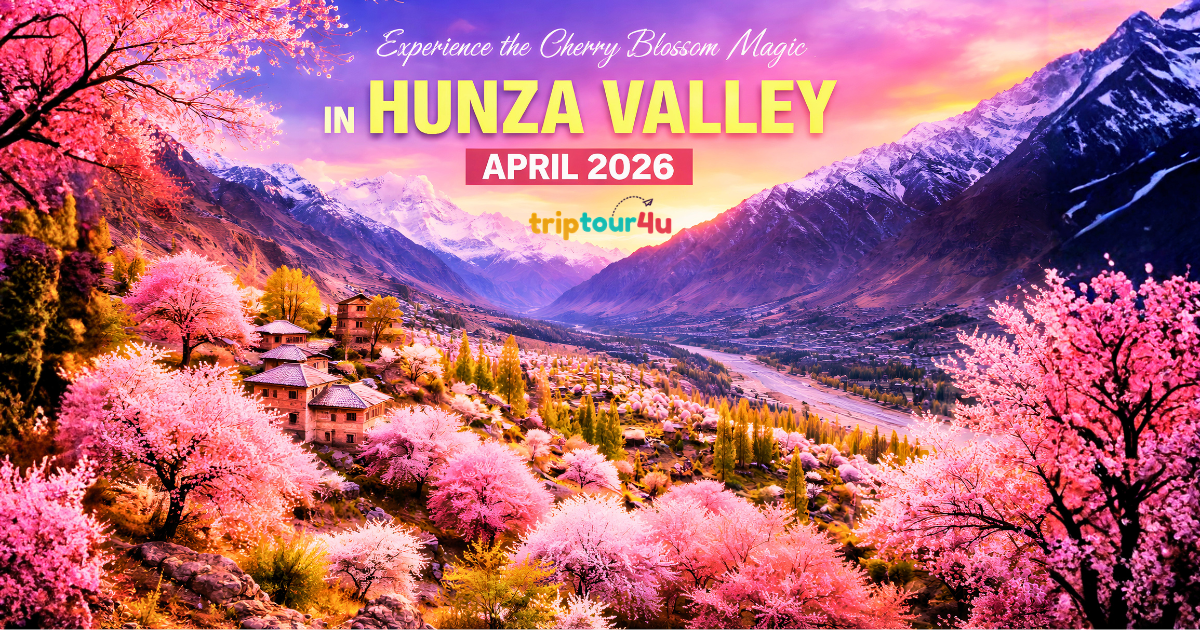 Cherry blossom trees in Hunza Valley with snow-covered mountains during spring season April 2026